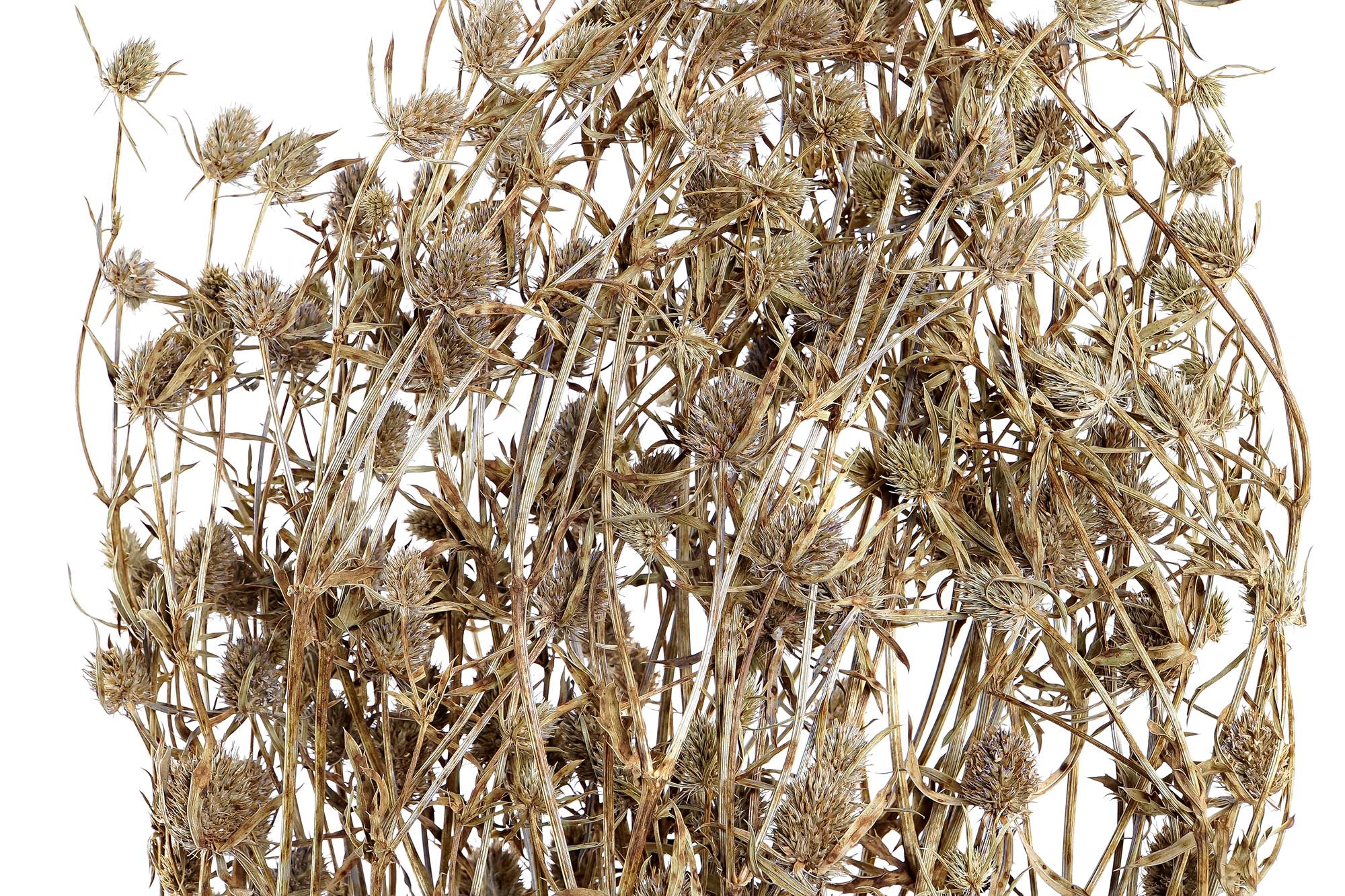 PACK DE 12 RAMA FLOR SECA 20X20X70 100GR 2 SURT.