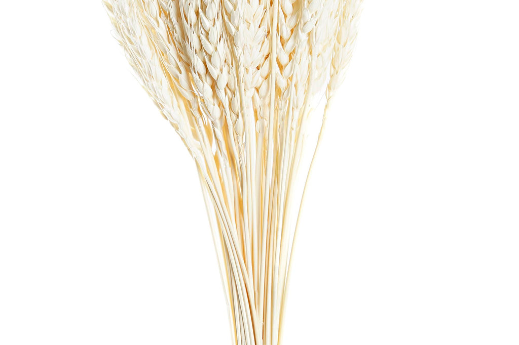 PACK DE 12 RAMA FLOR SECA 20X20X64 50u, ESPIGA BEIGE