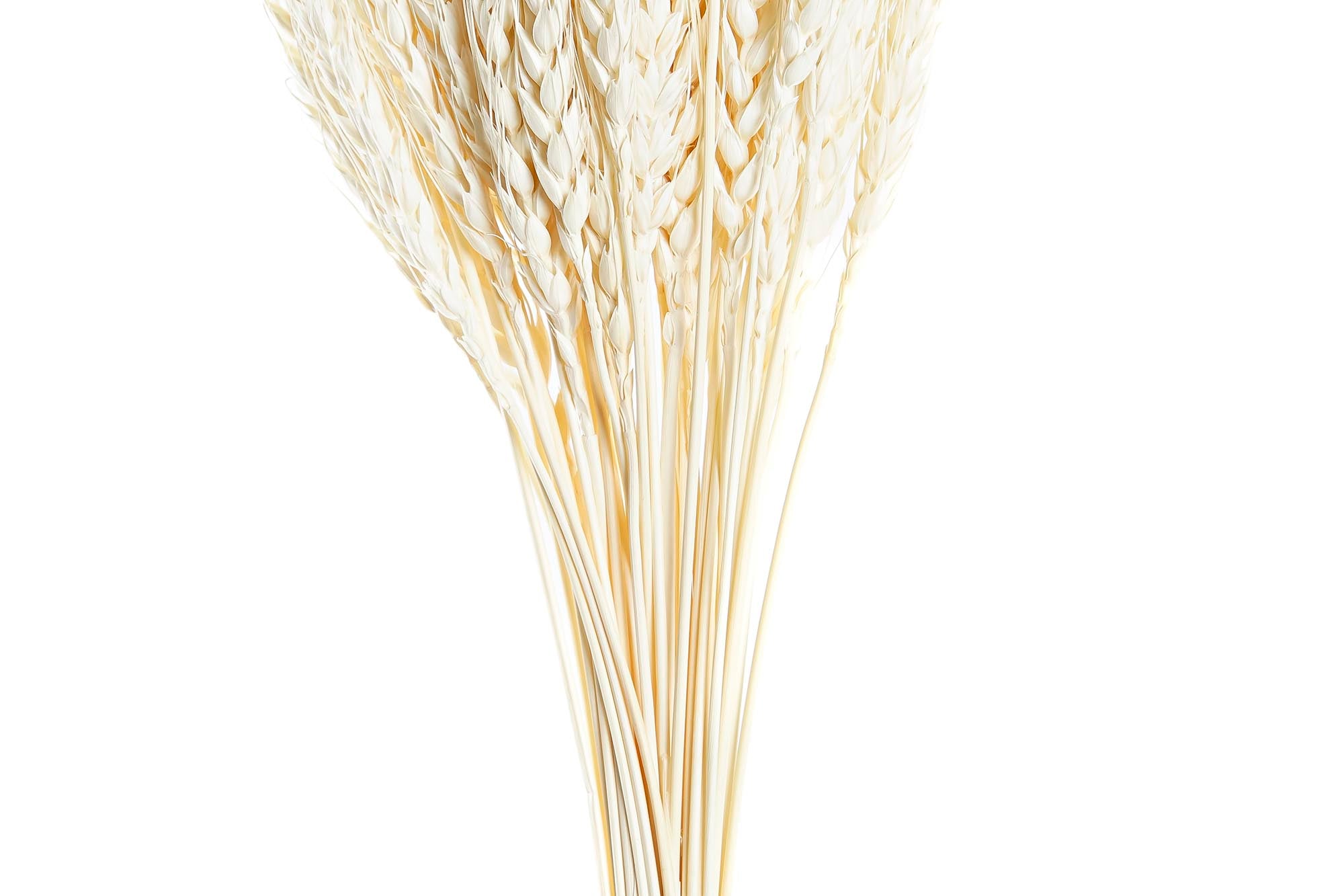 PACK DE 12 RAMA FLOR SECA 20X20X64 50u, ESPIGA BEIGE