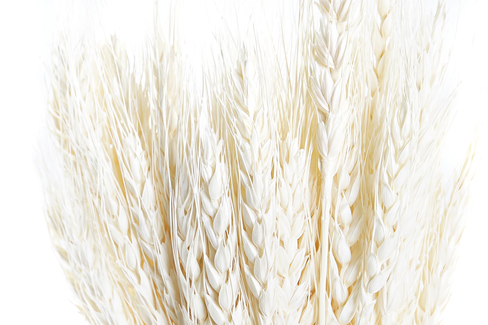 PACK DE 12 RAMA FLOR SECA 20X20X64 50u, ESPIGA BEIGE