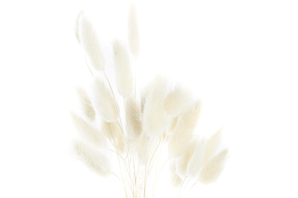 PACK DE 12 RAMO FLOR SECA 20X20X55 60u, COLA CONEJO 2 SURT.