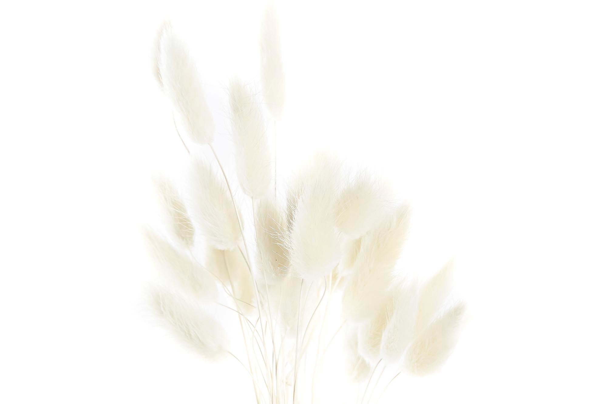 PACK DE 12 RAMO FLOR SECA 20X20X55 60u, COLA CONEJO 2 SURT.