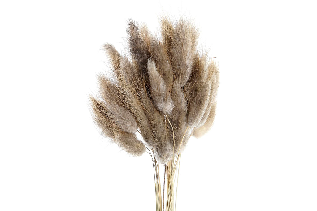 PACK DE 12 RAMO FLOR SECA 20X20X55 60u, COLA CONEJO 2 SURT.