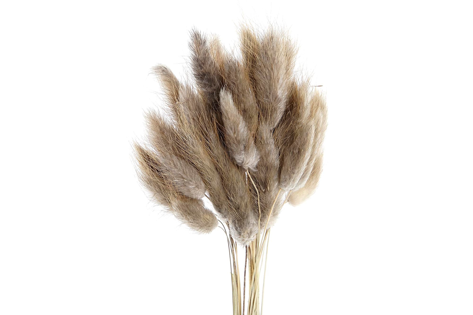 PACK DE 12 RAMO FLOR SECA 20X20X55 60u, COLA CONEJO 2 SURT.