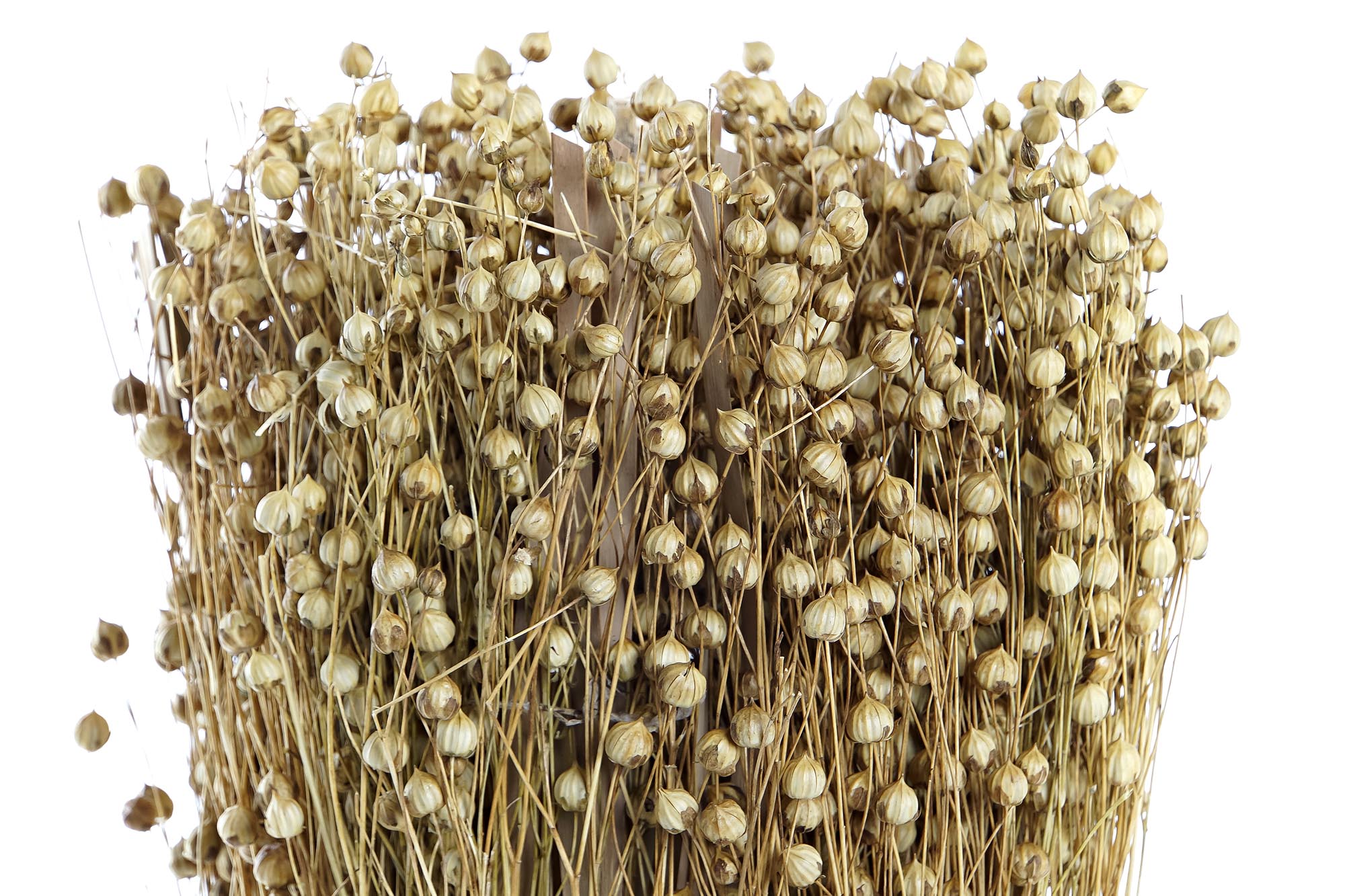 PACK DE 12 BOUQUET FLOR SECA 12X12X31 TISHI LINAZA NATURAL