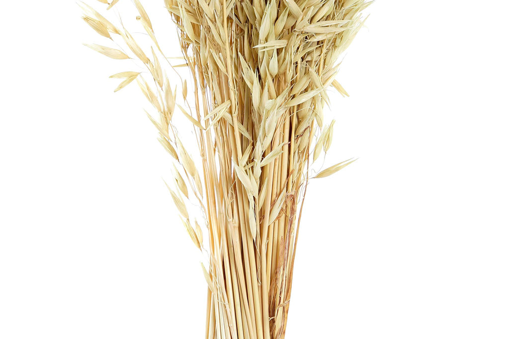 PACK DE 12 RAMO FLOR SECA 16X16X60 AVENA VERDE