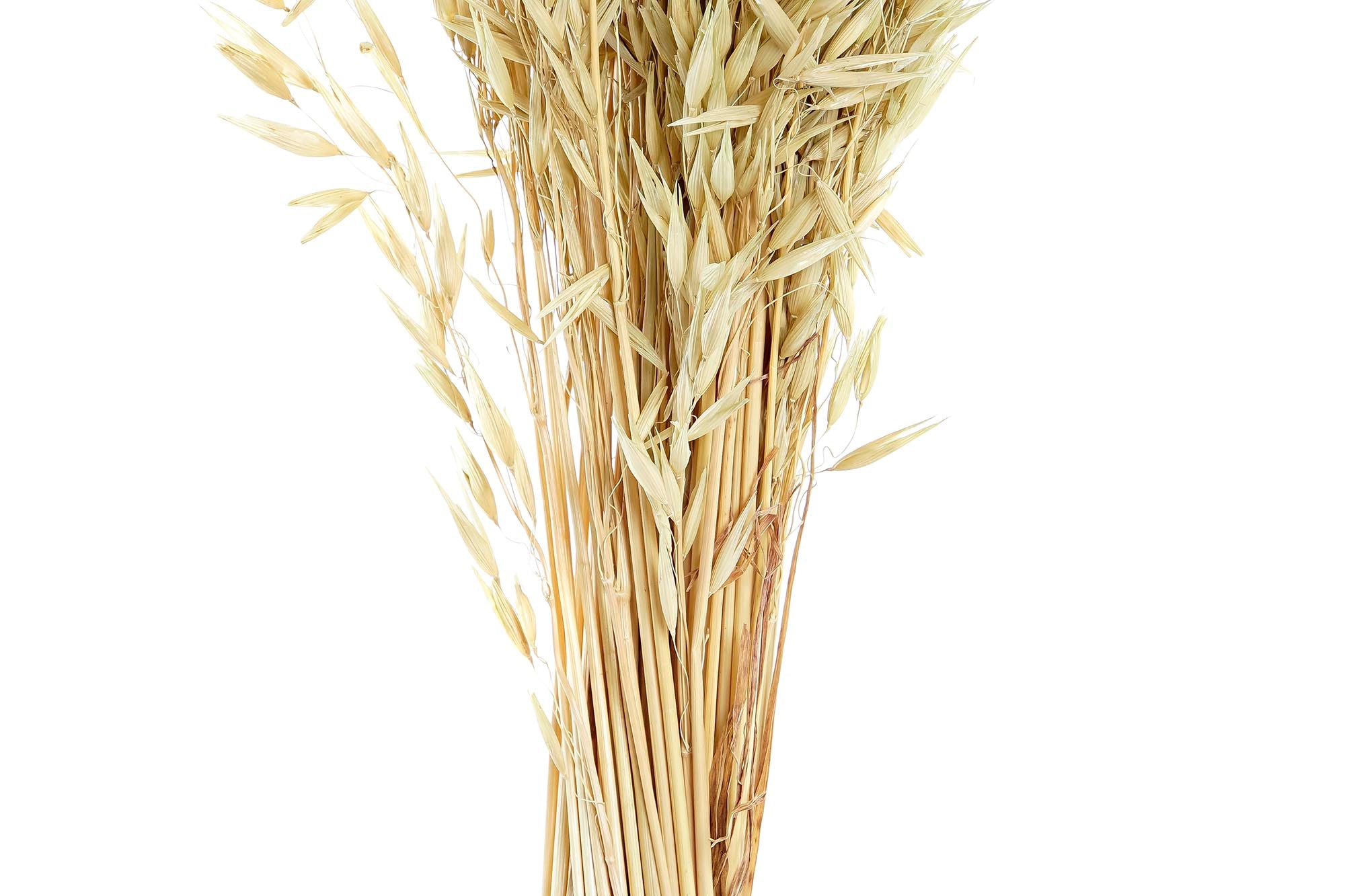 PACK DE 12 RAMO FLOR SECA 16X16X60 AVENA VERDE