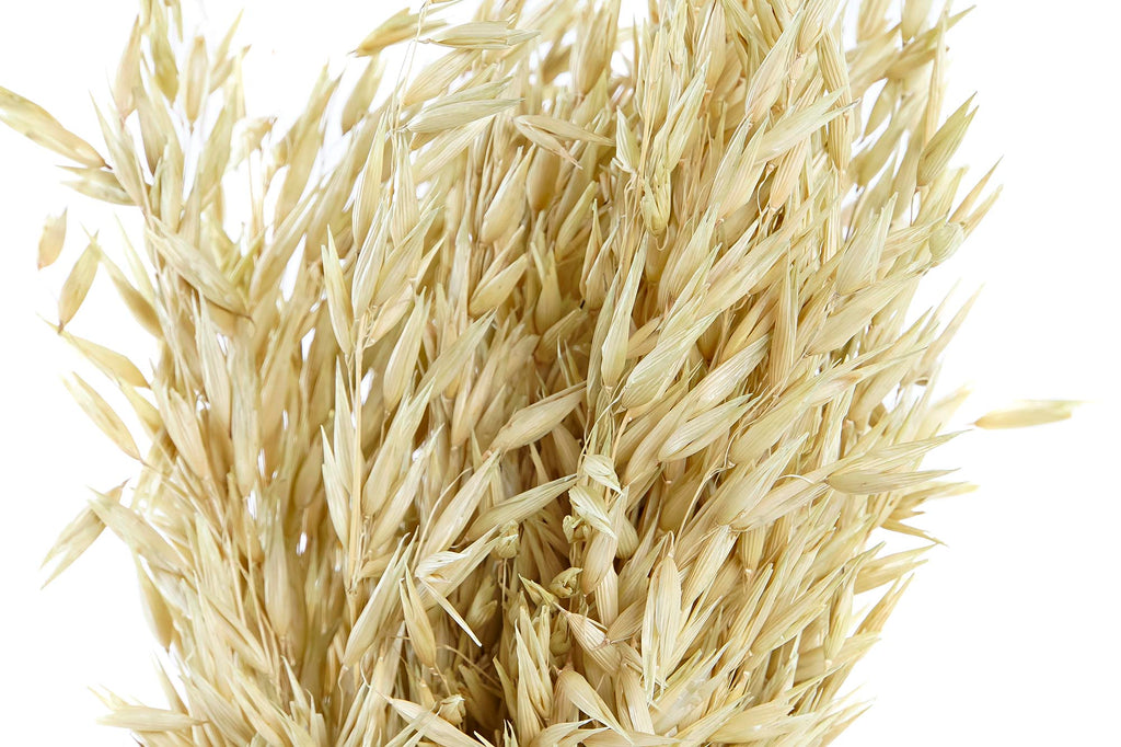 PACK DE 12 RAMO FLOR SECA 16X16X60 AVENA VERDE