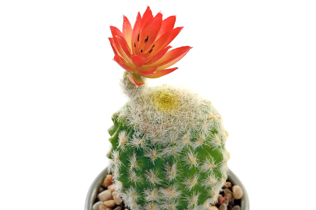 PACK DE 8 PLANTA CERAMICA PE 8X8X20 CACTUS 2 SURT.