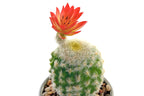 PACK DE 8 PLANTA CERAMICA PE 8X8X20 CACTUS 2 SURT.
