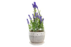 PACK DE 6 PLANTA CERAMICA PE 11X11X28 LAVANDA 2 SURT.