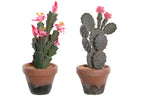 PACK DE 4 PLANTA PP EVA 15X15X29 CACTUS 2 SURT.