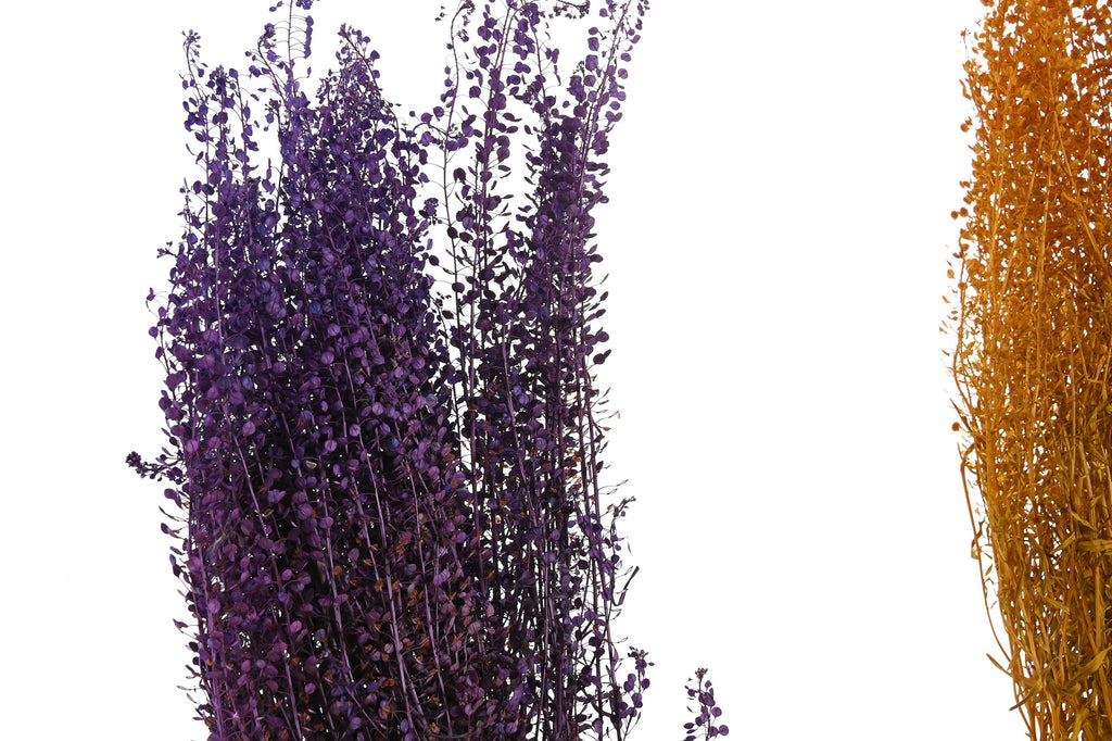 PACK DE 12 RAMO FLOR SECA 20X10X60 50GR 2 SURT.