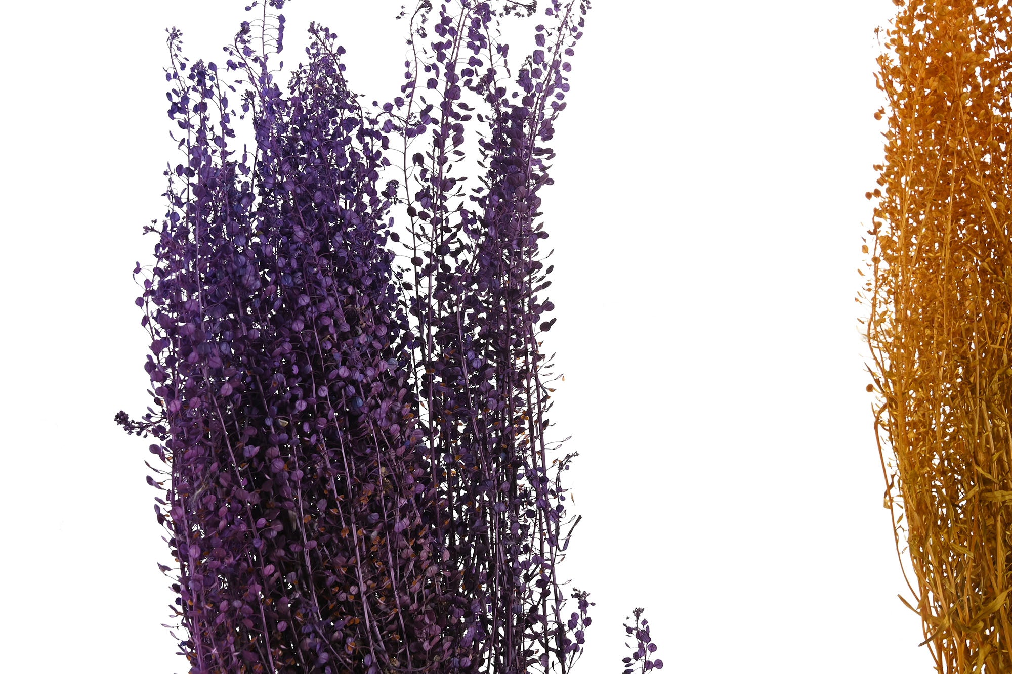 PACK DE 12 RAMO FLOR SECA 20X10X60 50GR 2 SURT.