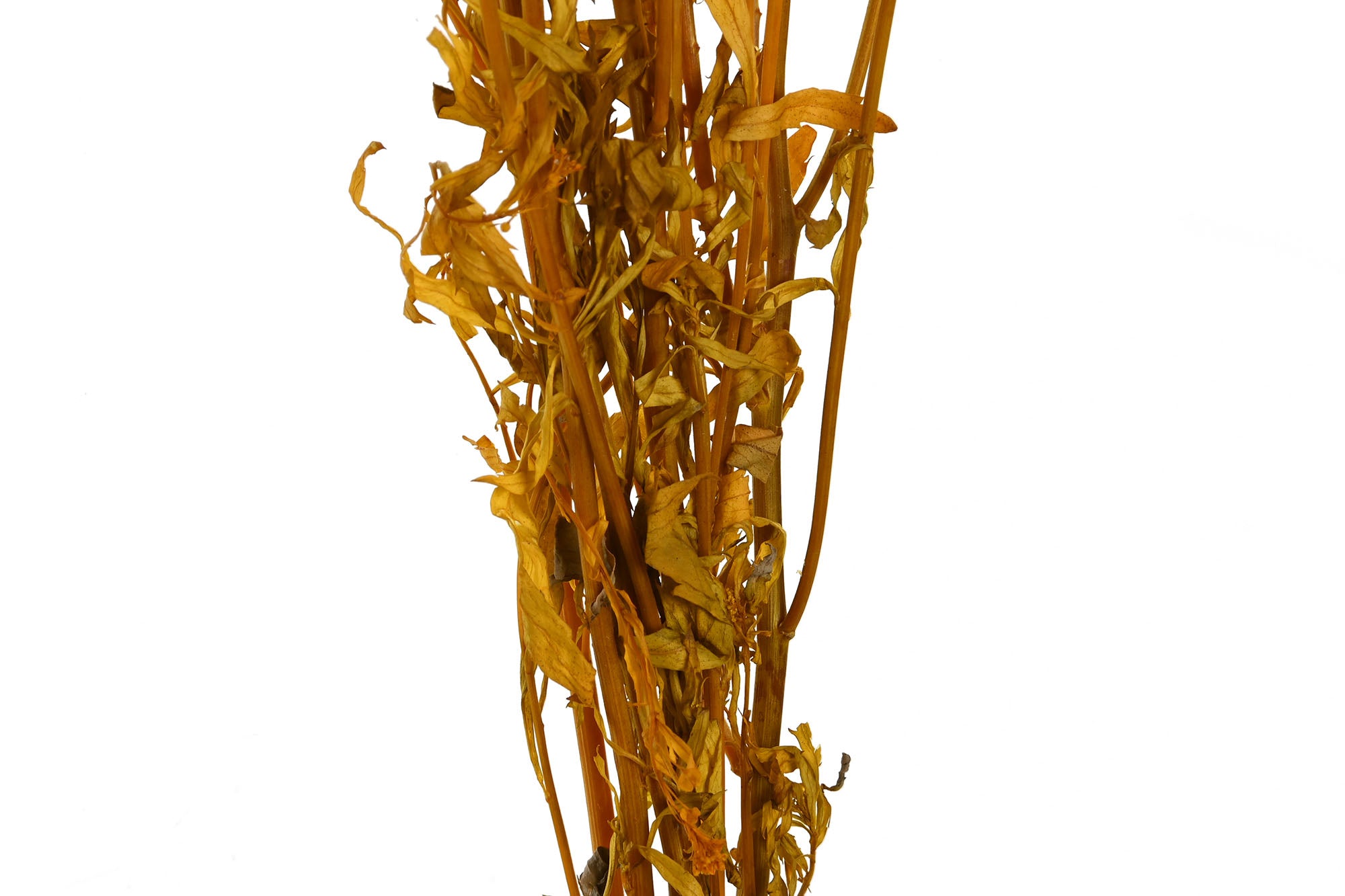 PACK DE 12 RAMO FLOR SECA 20X10X60 50GR 2 SURT.