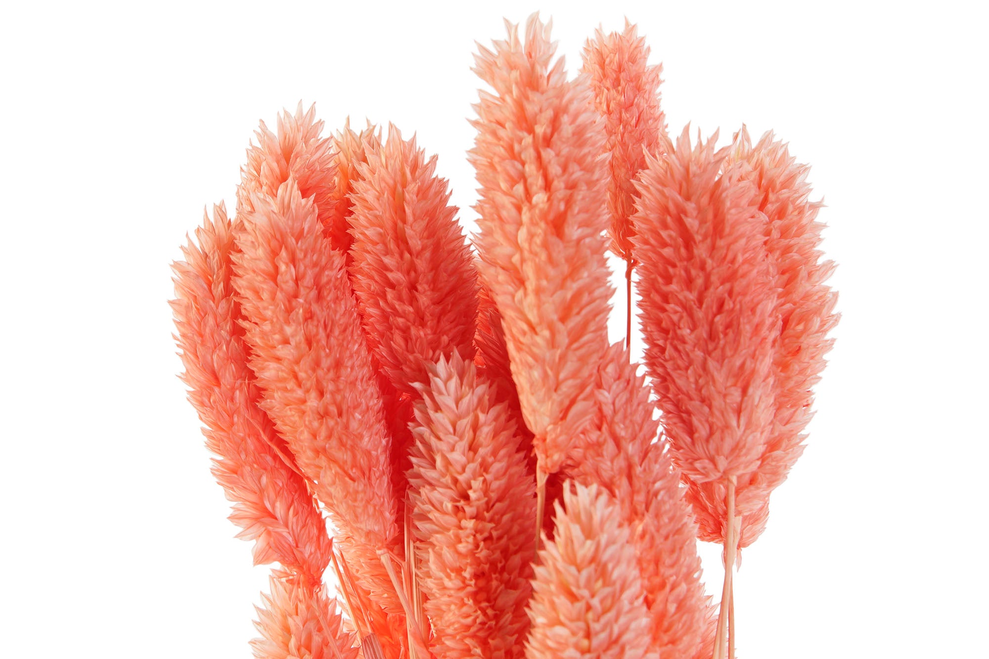 PACK DE 12 RAMO FLOR SECA 4X4X70 60u, 2 SURT.