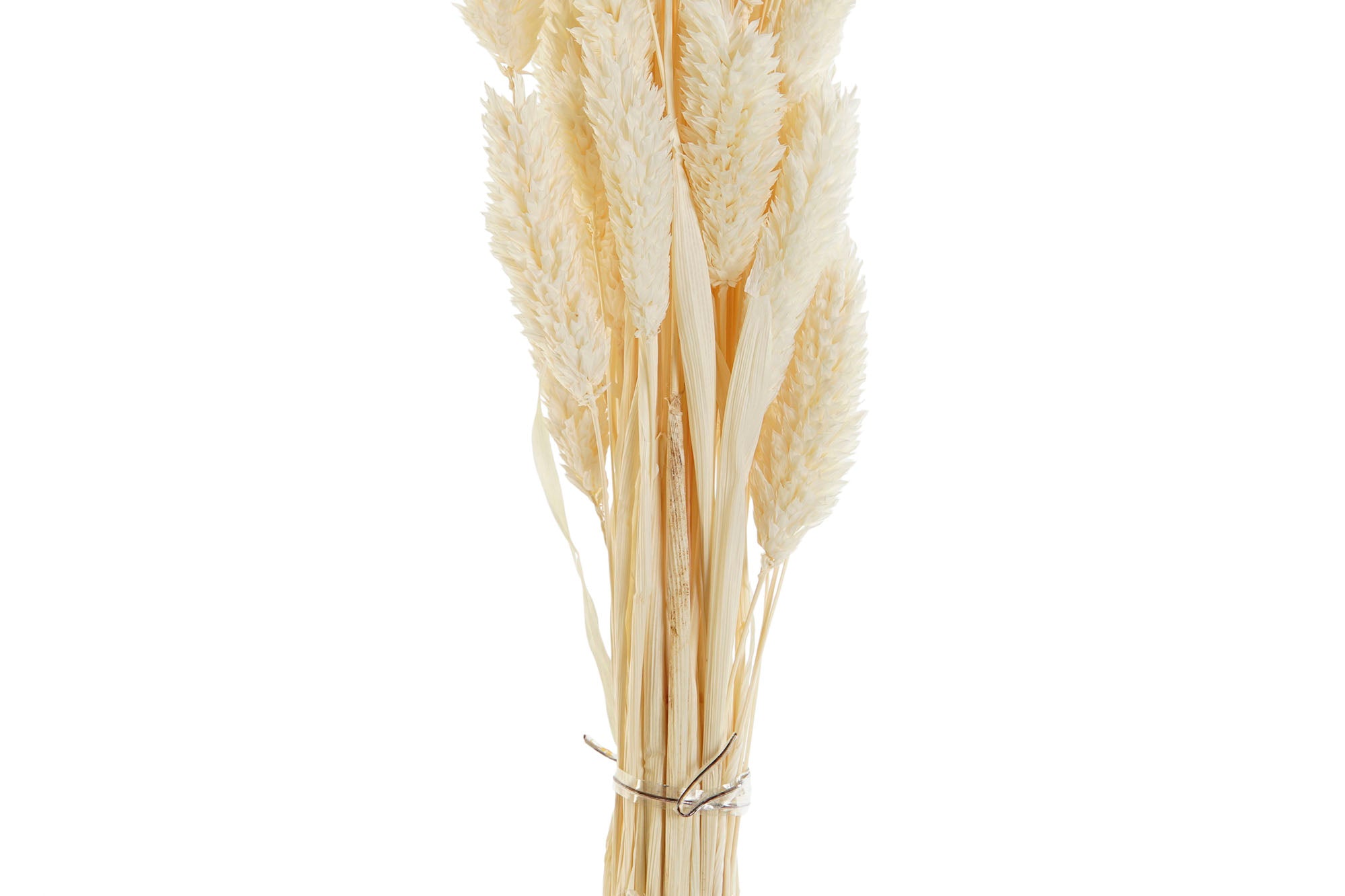 PACK DE 12 RAMO FLOR SECA 4X4X70 60u, 2 SURT.