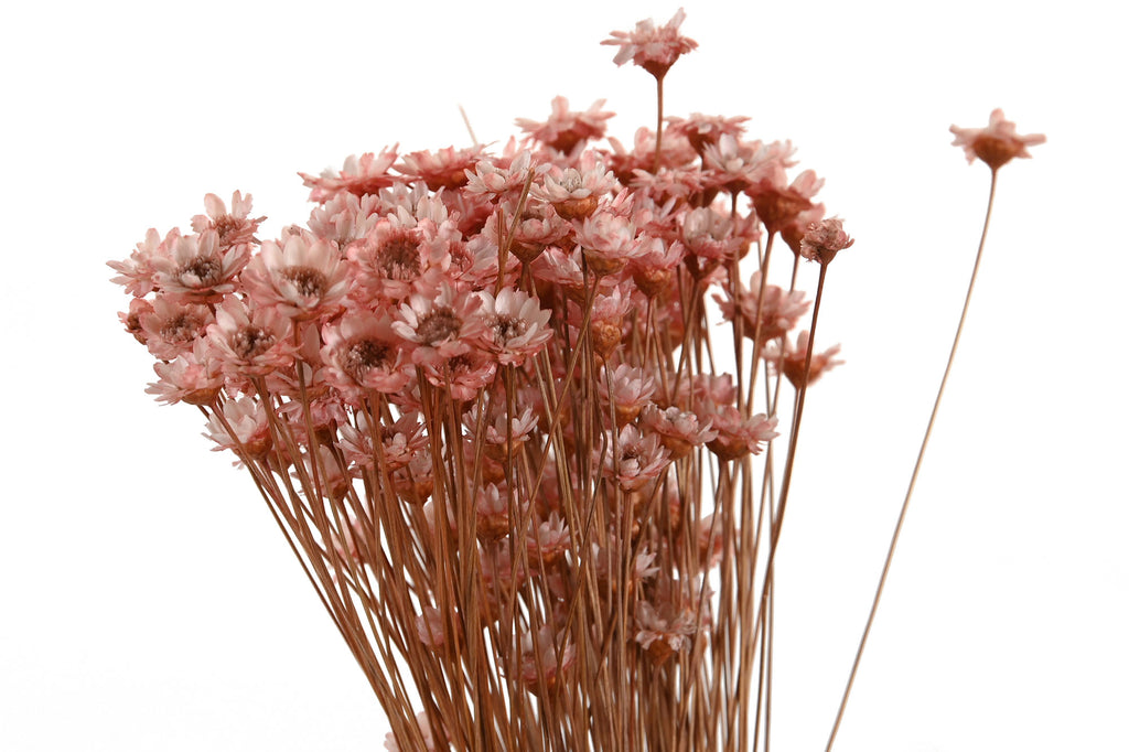 PACK DE 12 RAMO FLOR SECA 10X10X30 10GR 3 SURT.