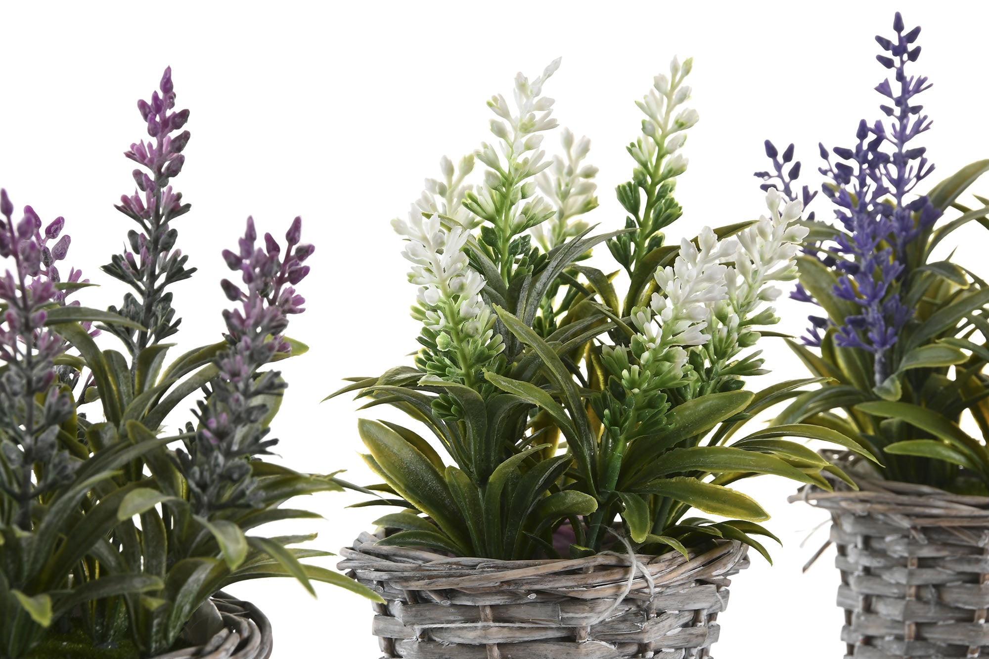 PACK DE 12 PLANTA PE MADERA 7X7X20 LAVANDA 3 SURT.