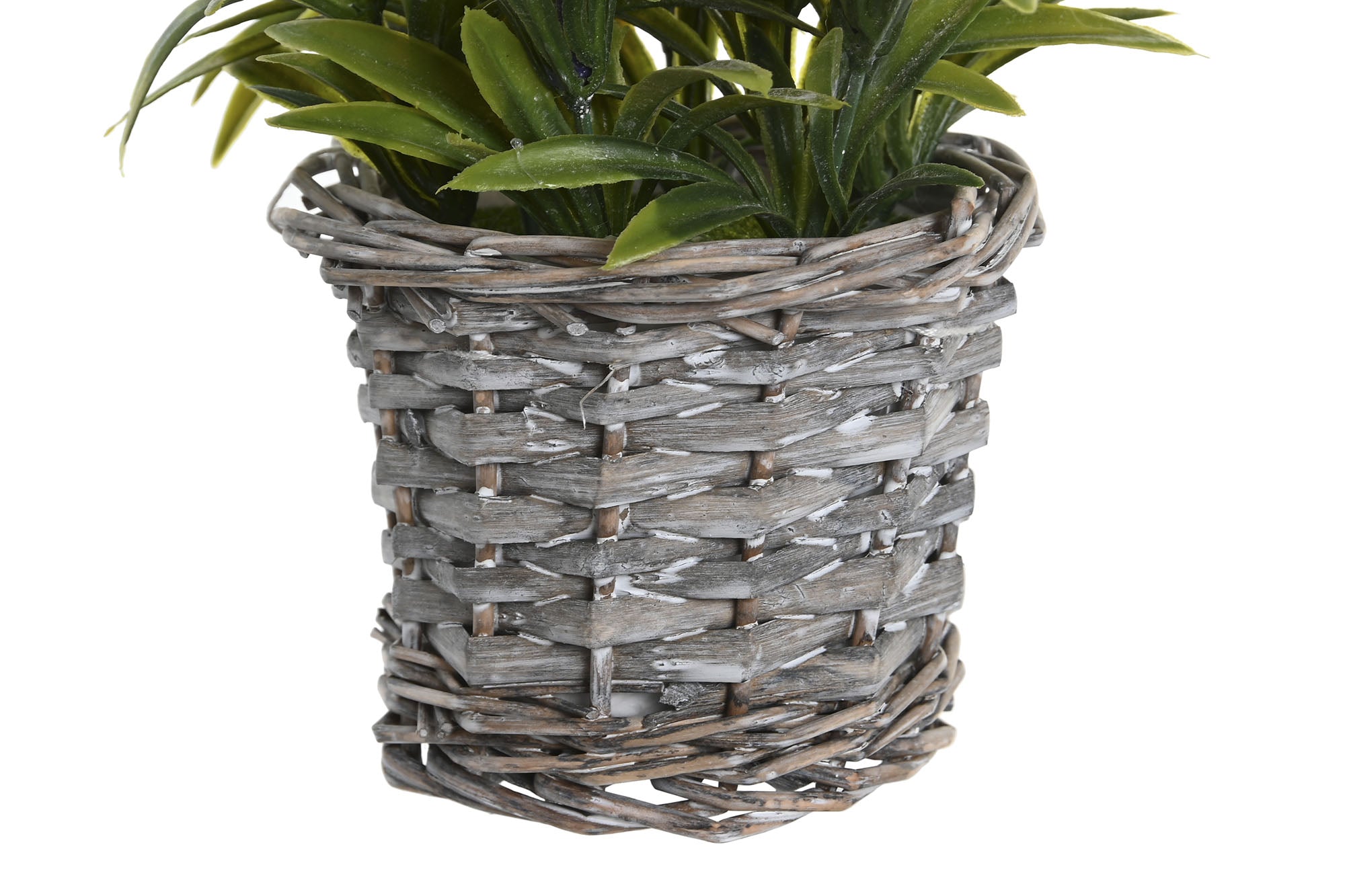 PACK DE 12 PLANTA PE MADERA 7X7X20 LAVANDA 3 SURT.