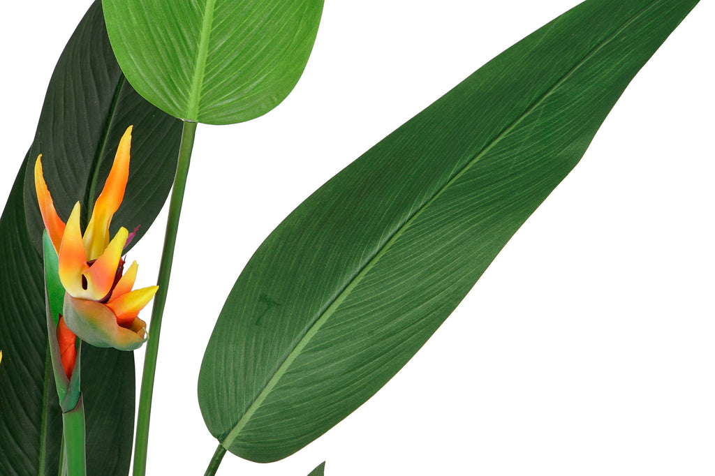 PACK DE 2 PLANTA PE PP 50X50X150 AVE DE PARAISO VERDE