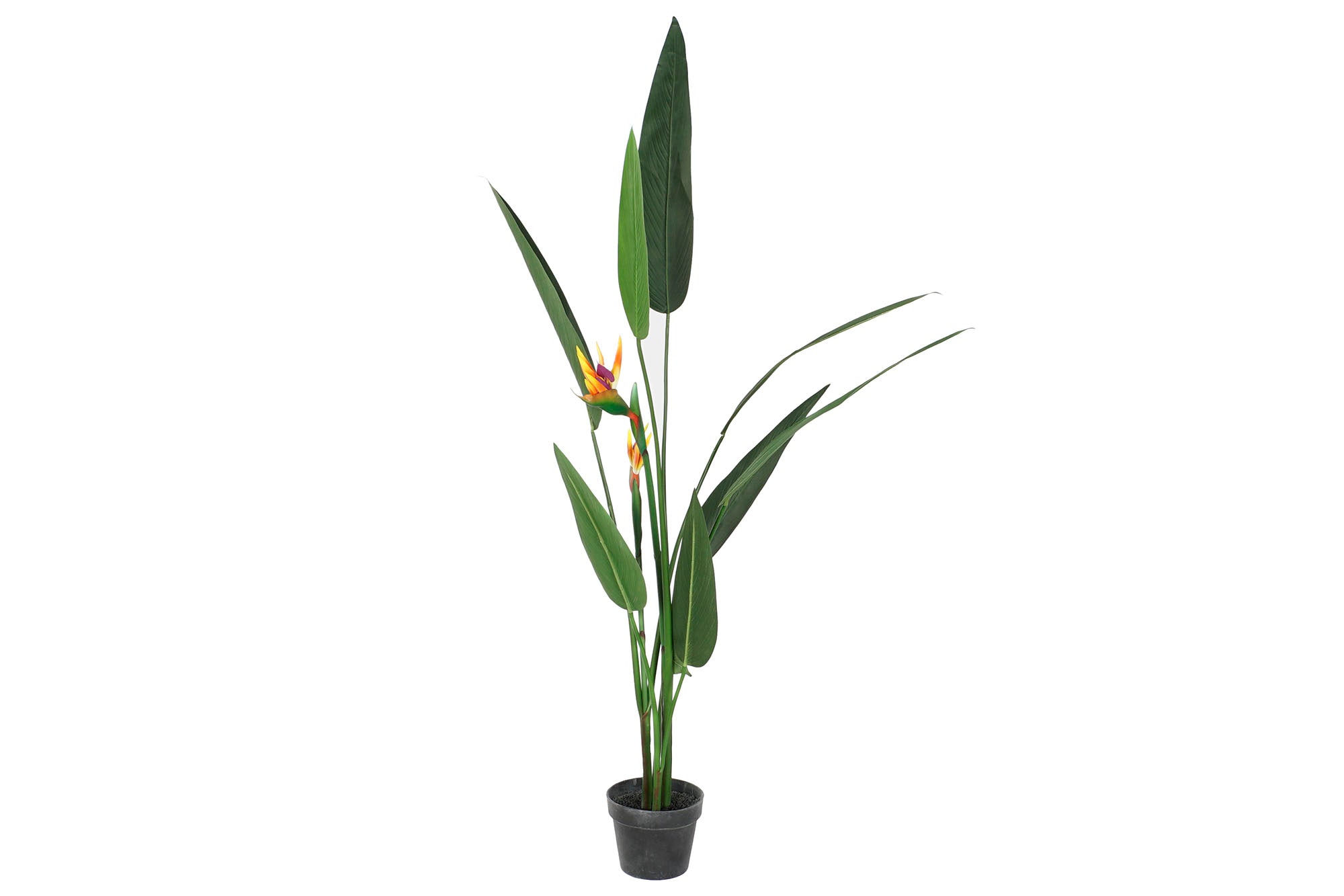 PACK DE 2 PLANTA PE PP 50X50X150 AVE DE PARAISO VERDE