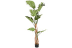 PACK DE 2 PLANTA PE PP 100X83X153 MONSTERA VERDE