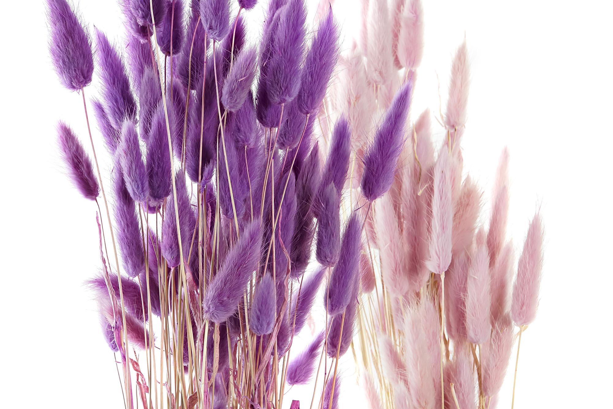 PACK DE 12 RAMO FLOR SECA 8X8X71 50GR COLA CONEJO 4 SURT.