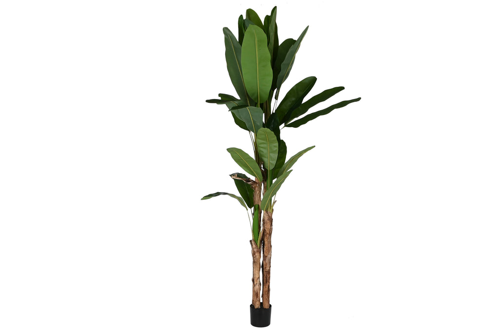 PLANTA PE CEMENTO 90X90X290 BANANERO VERDE