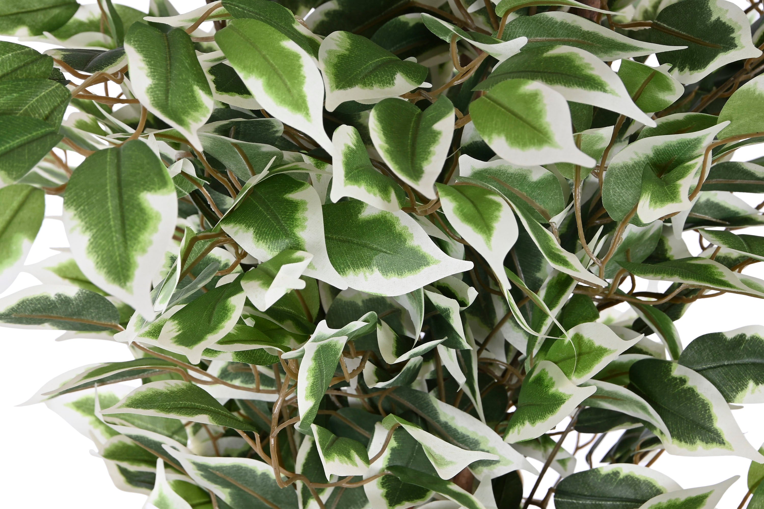 PACK DE 2 PLANTA PE CEMENTO 80X80X180 FICUS VERDE