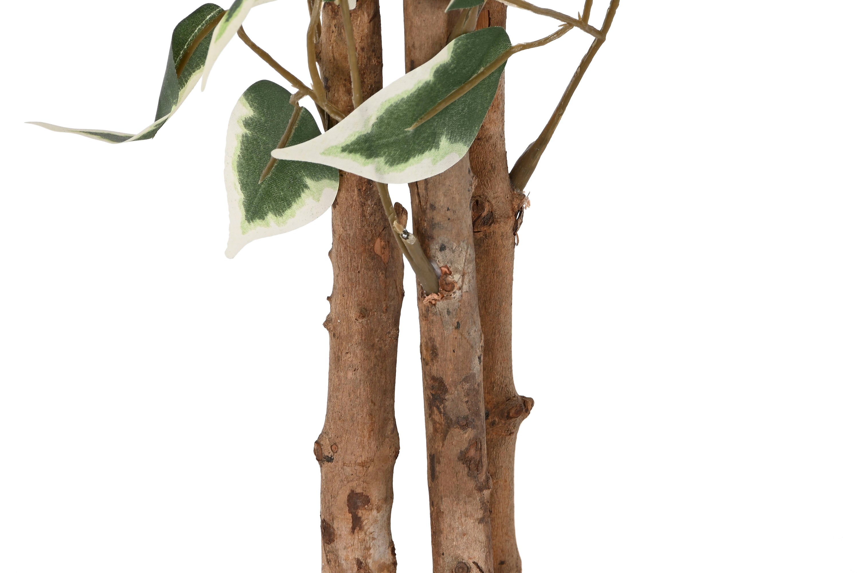 PACK DE 2 PLANTA PE CEMENTO 80X80X180 FICUS VERDE