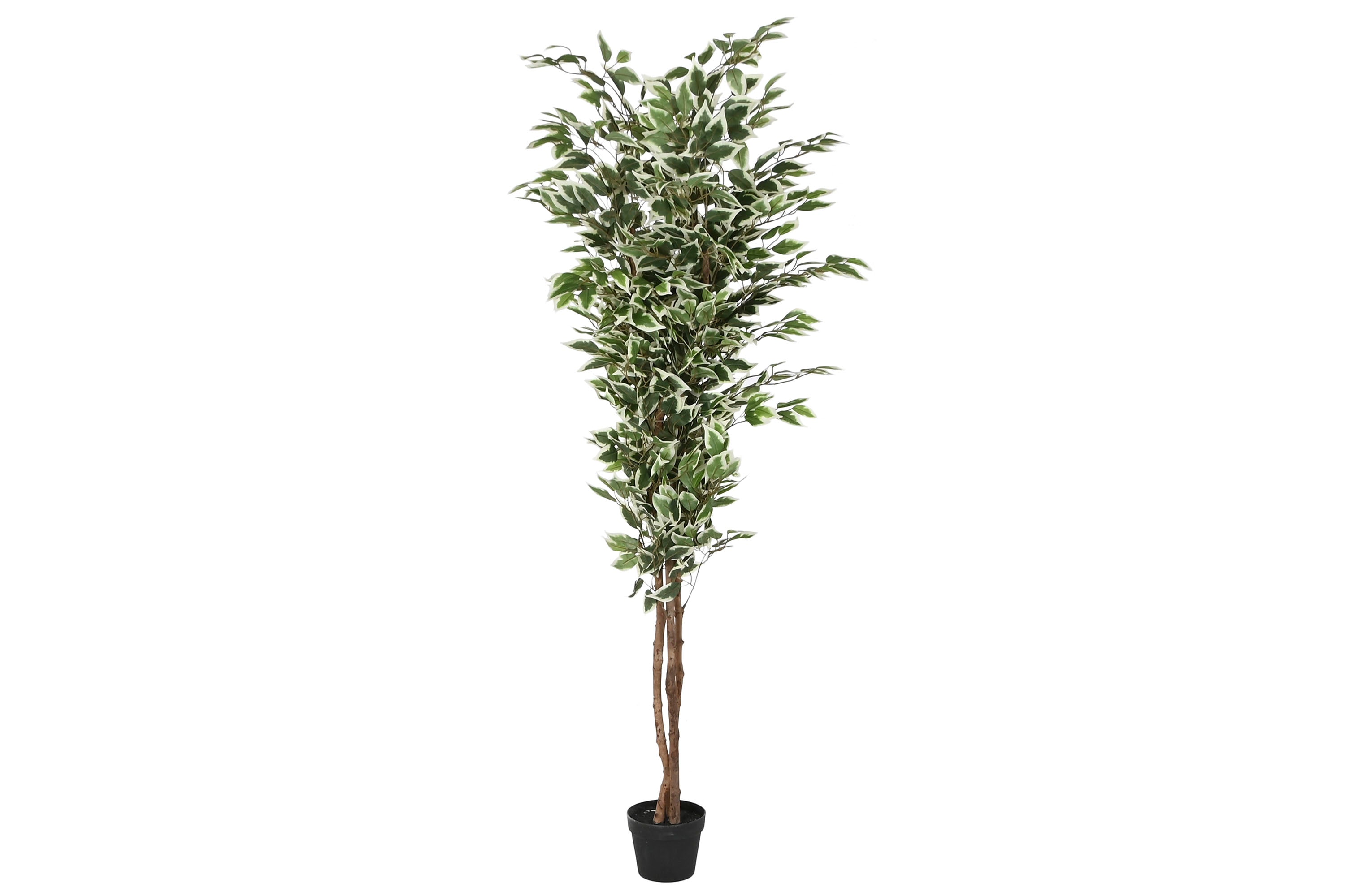 PACK DE 2 PLANTA PE CEMENTO 80X80X180 FICUS VERDE
