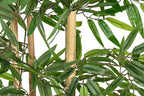 ARBOL PVC BAMBU 40X40X180 BAMBU VERDE