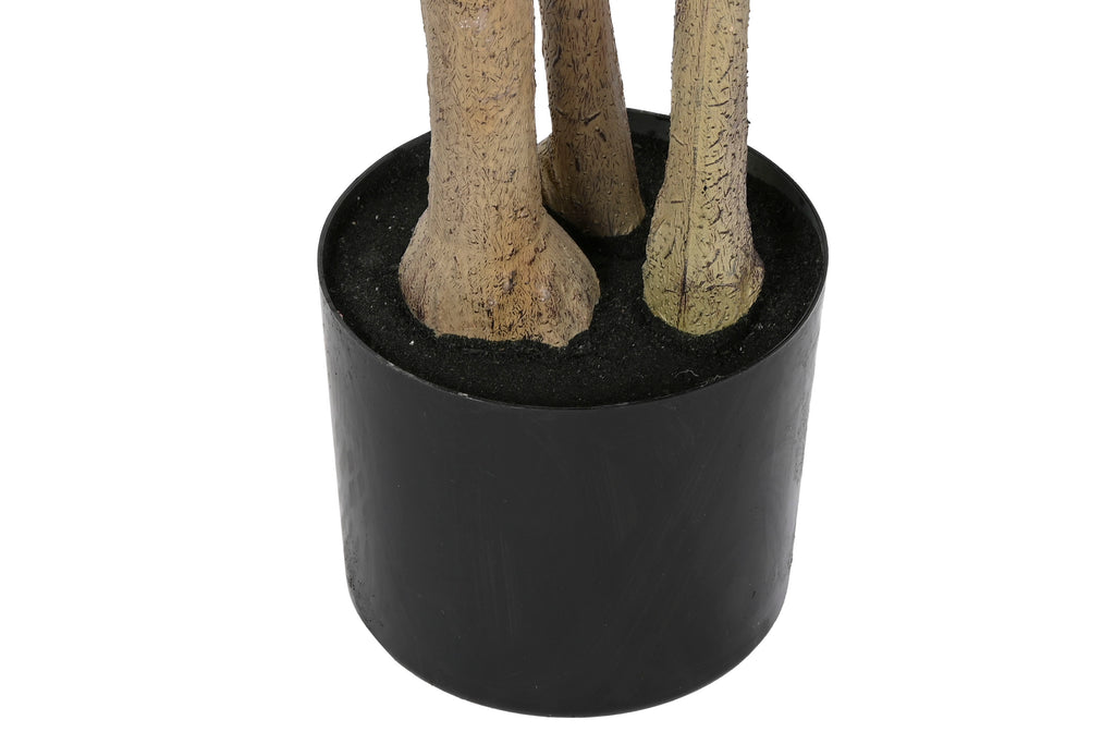 PACK DE 2 ARBOL PE CEMENTO 80X80X180 POLYSCIA BALFOURIANA