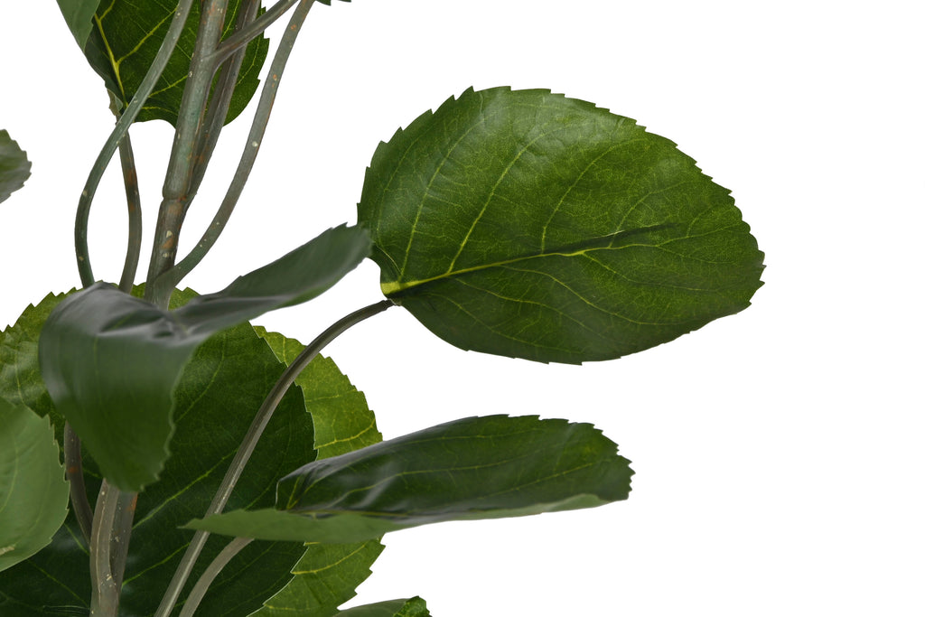 PACK DE 2 ARBOL PE CEMENTO 80X80X180 POLYSCIA BALFOURIANA