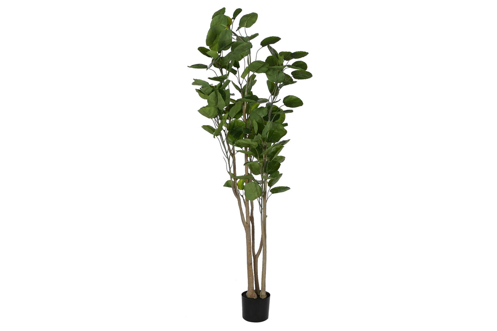 PACK DE 2 ARBOL PE CEMENTO 80X80X180 POLYSCIA BALFOURIANA