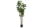 PACK DE 2 ARBOL PE CEMENTO 80X80X180 POLYSCIA BALFOURIANA