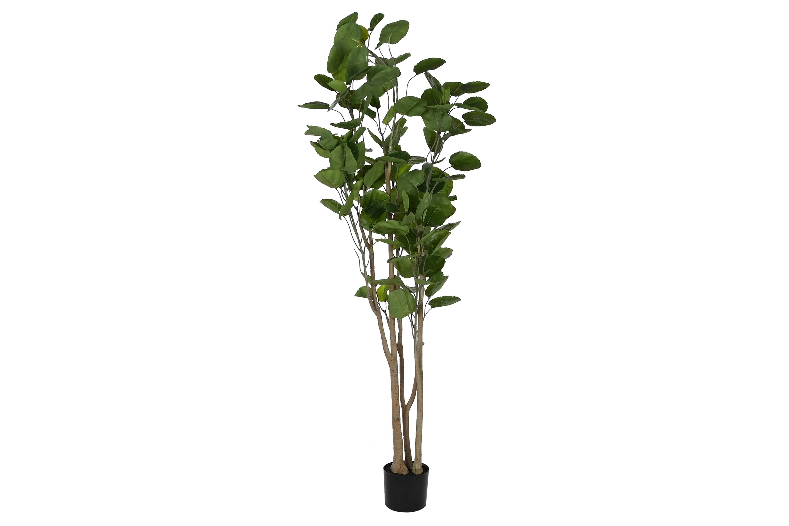 PACK DE 2 ARBOL PE CEMENTO 80X80X180 POLYSCIA BALFOURIANA
