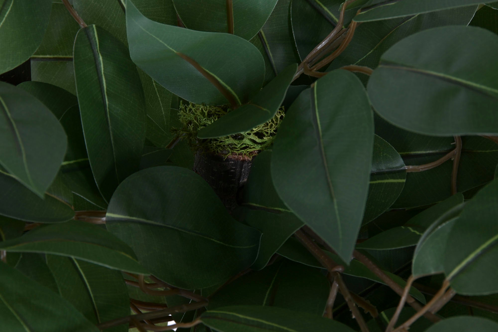 ARBOL POLIESTER MADERA 80X80X150 FICUS 2 COPAS - Imagen 3