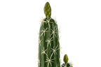 PLANTA FOAM PP 18X12,5X54 CACTUS VERDE - Imagen 2