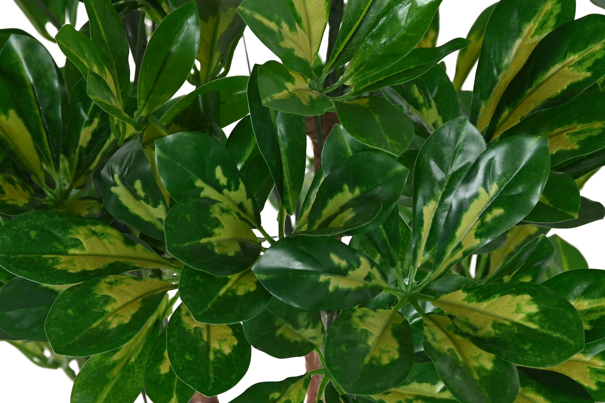 PLANTA PE 50X50X120 SCHEFFLERA VERDE - Imagen 2
