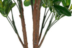 PLANTA PE 50X50X120 SCHEFFLERA VERDE - Imagen 3
