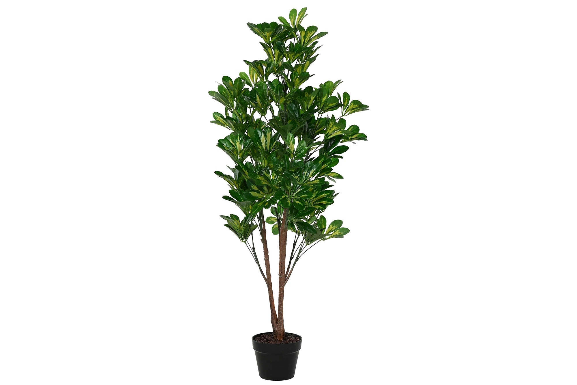 PLANTA PE 50X50X120 SCHEFFLERA VERDE - Imagen 1