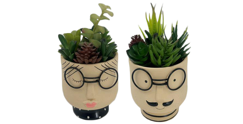 PLANTA DOLOMITE PE 11X11X20 CARA GAFAS 2 SURT. - Imagen 1