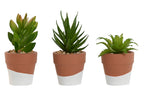 PACK DE 6 PLANTA CEMENTO PE 5,5X5,5X13 3 SURT.