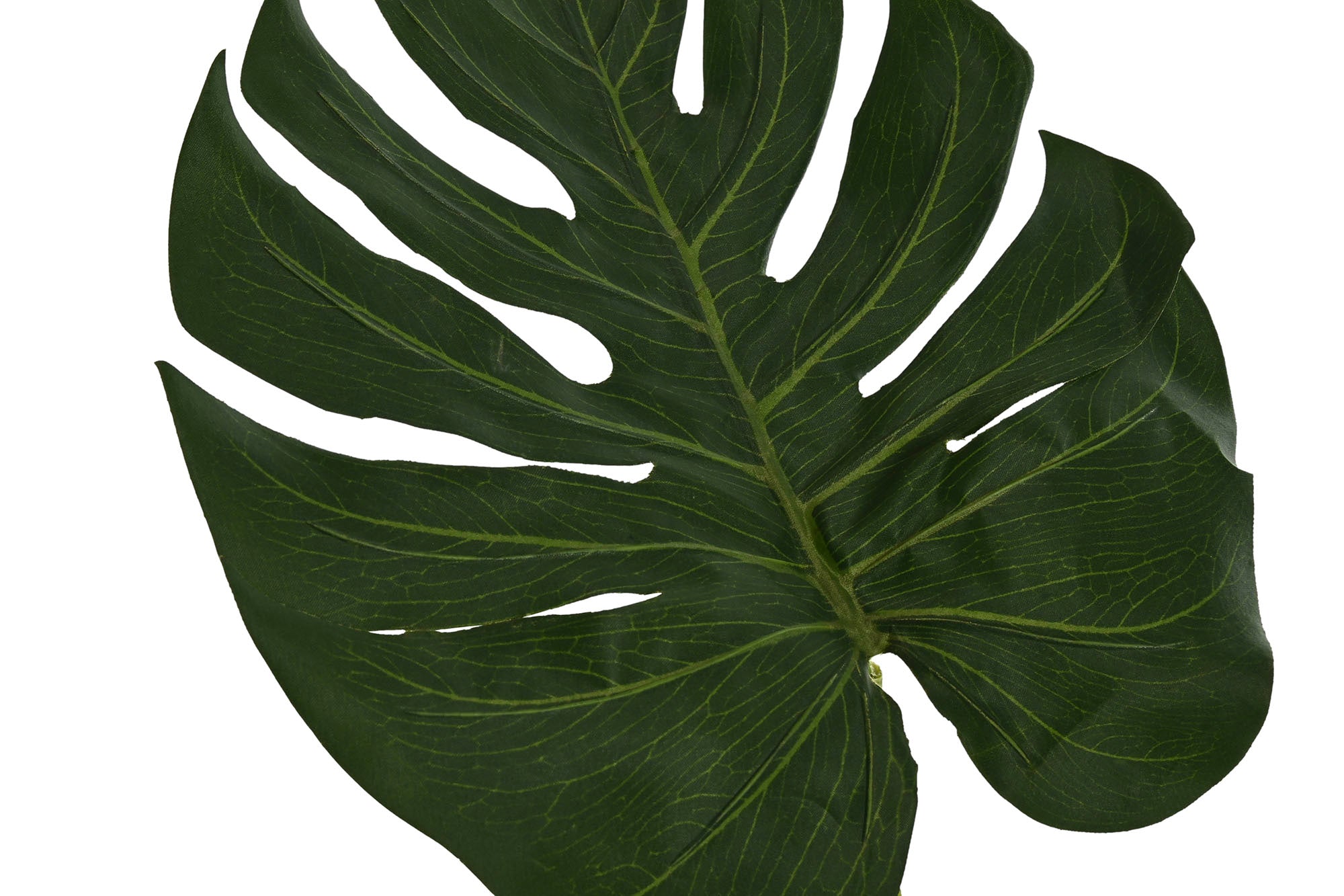 HOJA PE 25X0,5X67 MONSTERA VERDE - Imagen 2