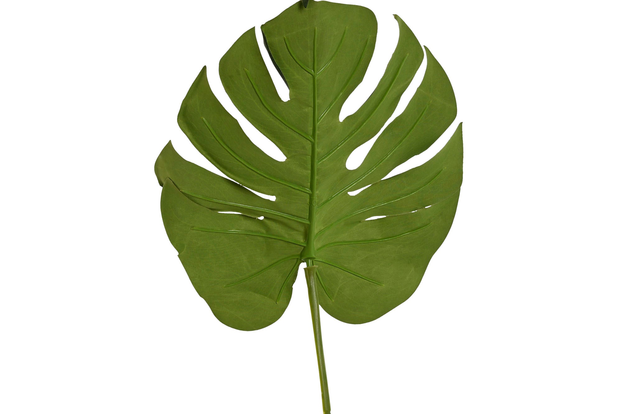 HOJA PE 25X0,5X67 MONSTERA VERDE - Imagen 3