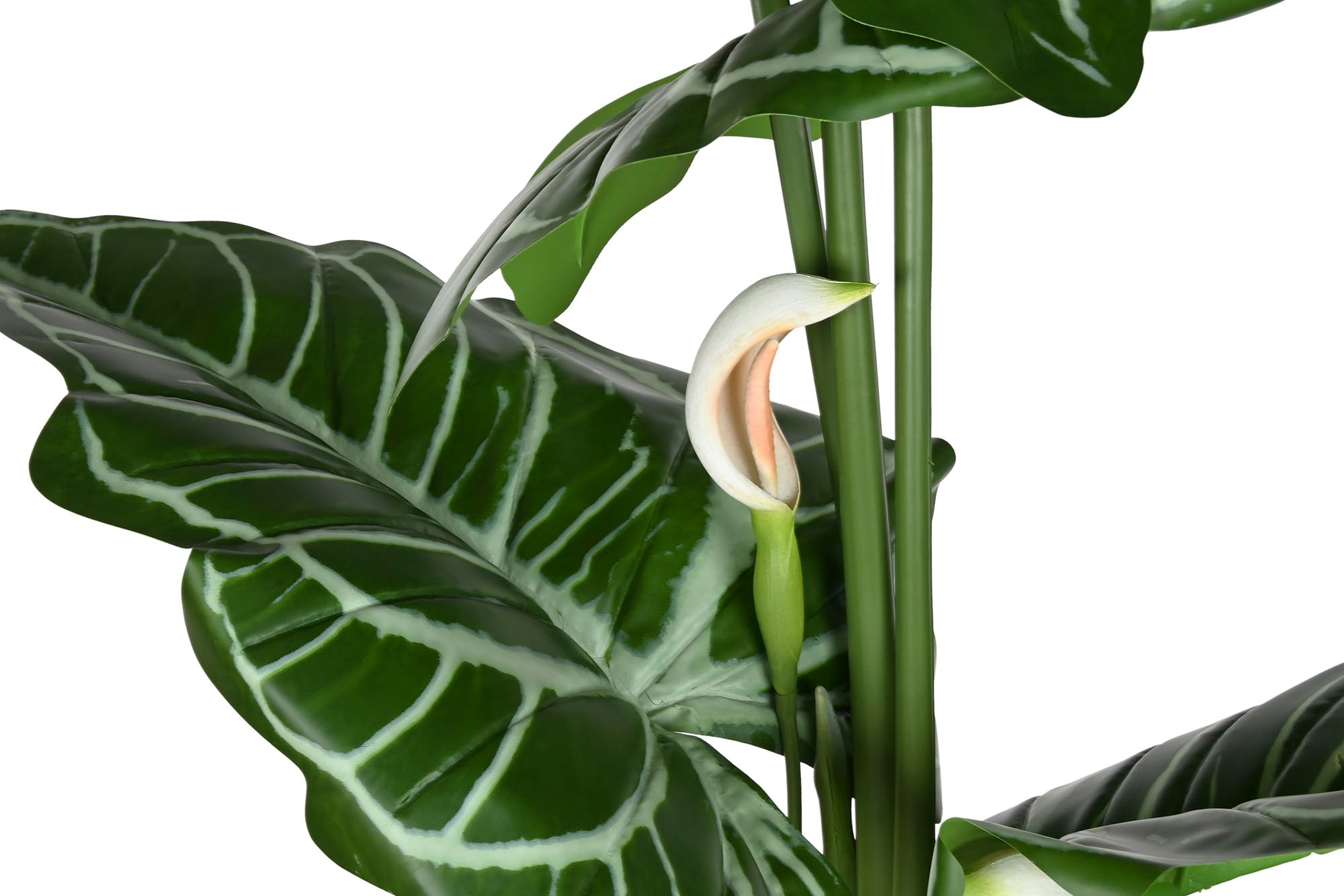 PLANTA PE 100X100X195 ANTHURIUM REGALE VERDE - Imagen 2
