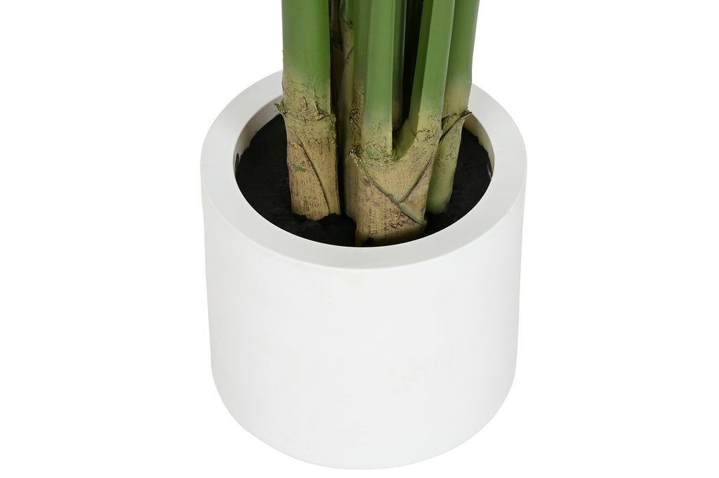 PLANTA PE 100X100X195 ANTHURIUM REGALE VERDE - Imagen 4