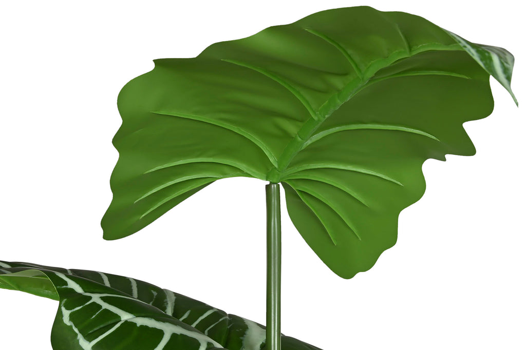 PLANTA PE 100X100X195 ANTHURIUM REGALE VERDE - Imagen 3